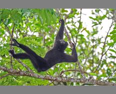 Western Hoolock Gibbon - Image by Udayan Borthakur